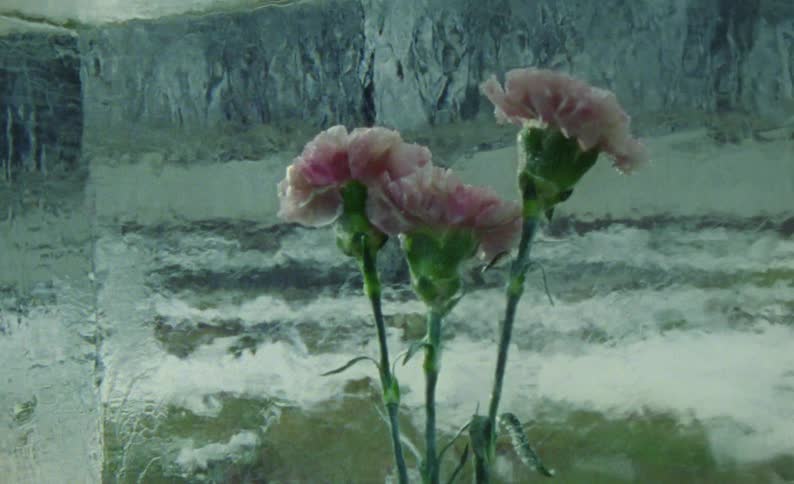 Three flowers are encased in ice