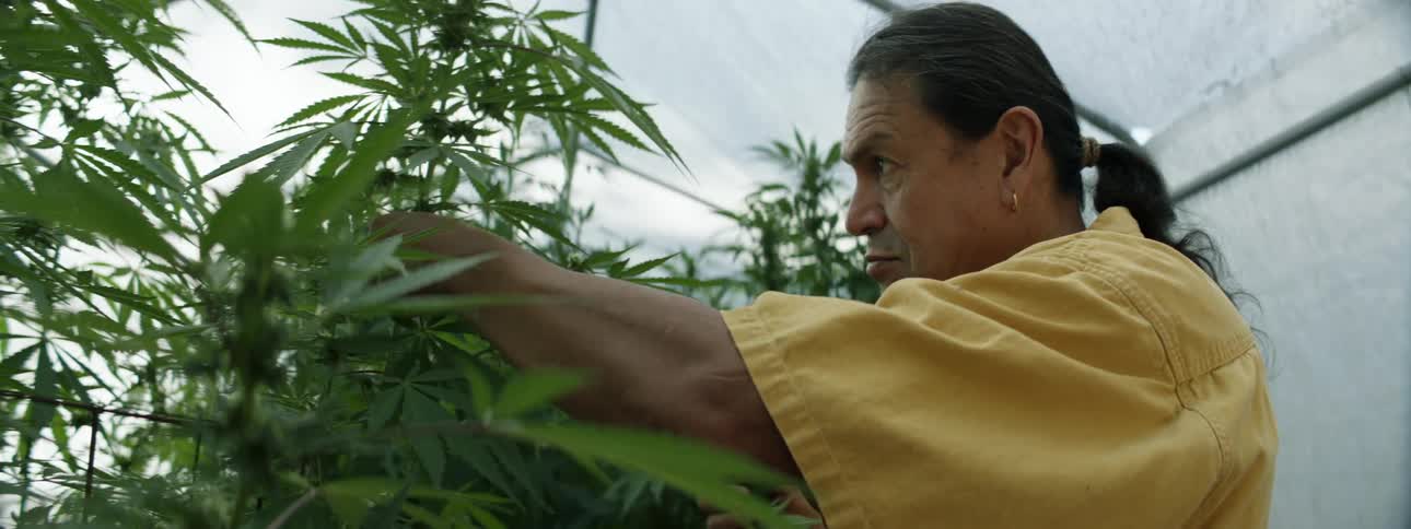 Man harvest leaves from plants growing in enclosure