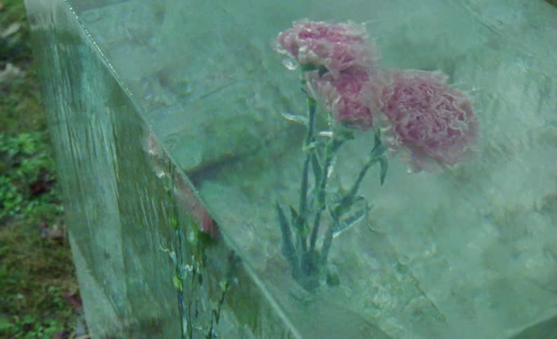 Pink flowers are encased in a glass cube sitting outside on the ground