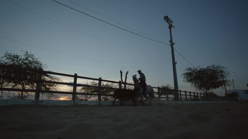 A cowboy is chasing after a cow