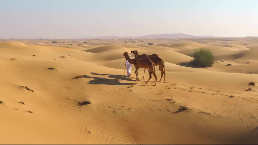 Man leads two camels along desert dune leaving tracks