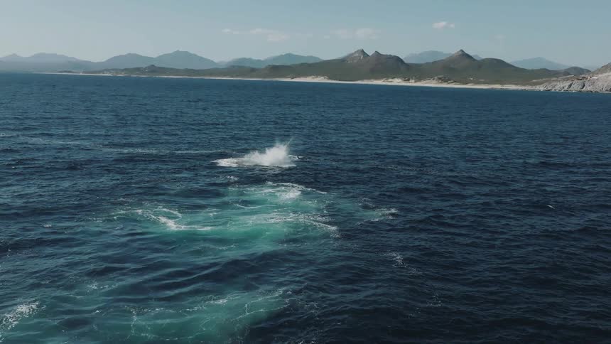 Ocean water churns near where whales tail briefly emerges with foggy mountains on shore in the background