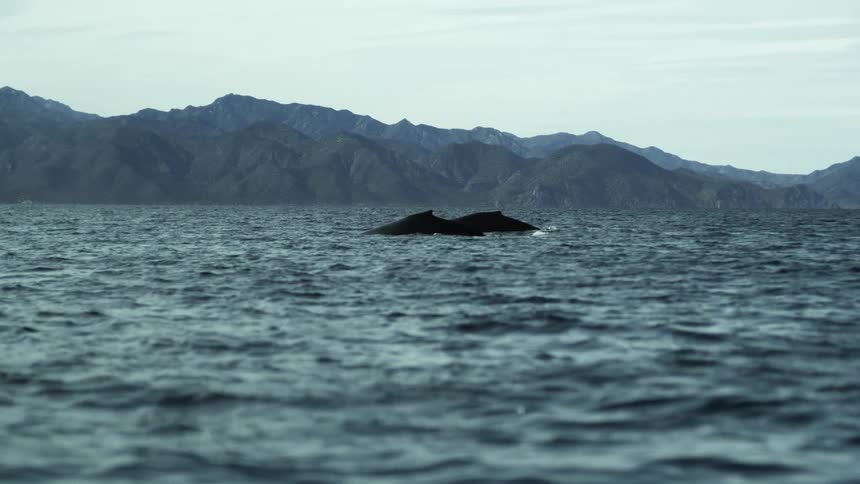 Whales breaching in the ocean