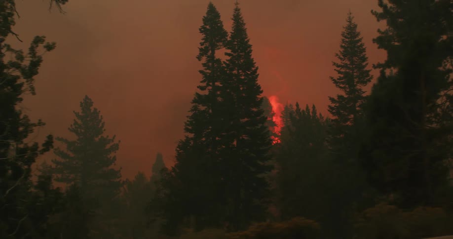 Giant flames in pine trees during a forest fire