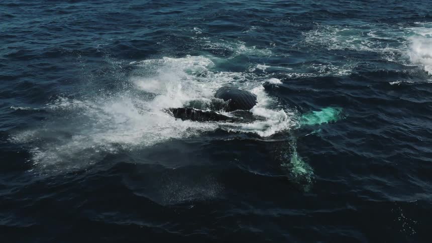 A whale is swimming in the ocean water