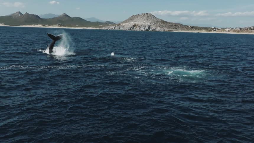 Aerial view of whales blowing a jet of spray high in the air