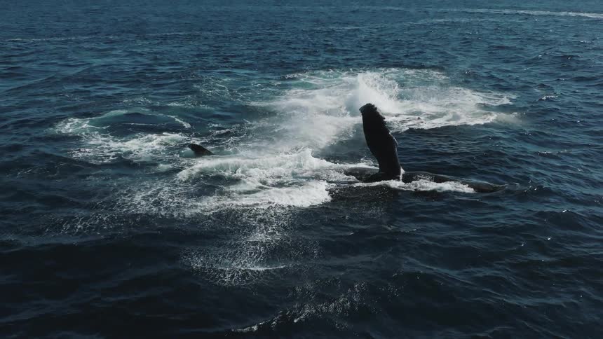 Two whales breaching the ocean surface splashing and swimming while a boat and people watch