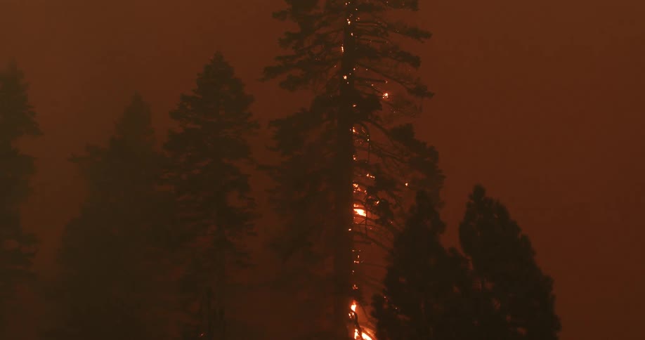 A burning pine tree during a forest fire
