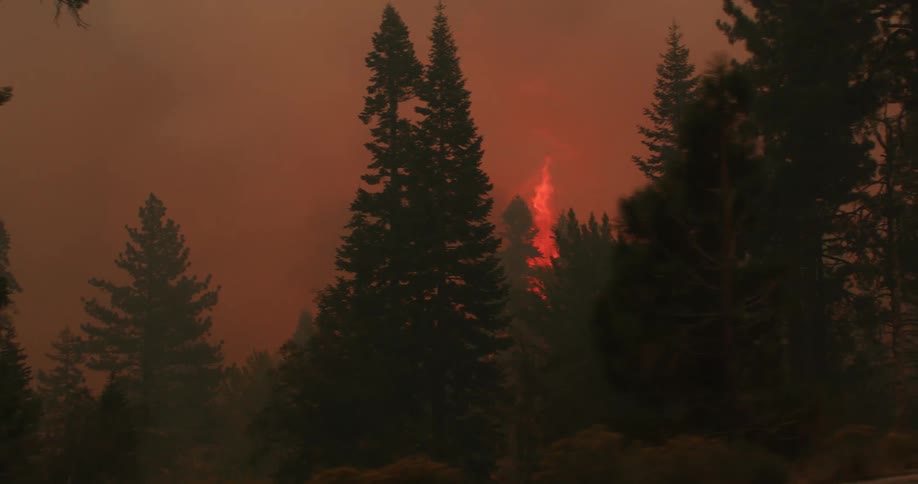 Large flames consuming pine trees during a forest fire