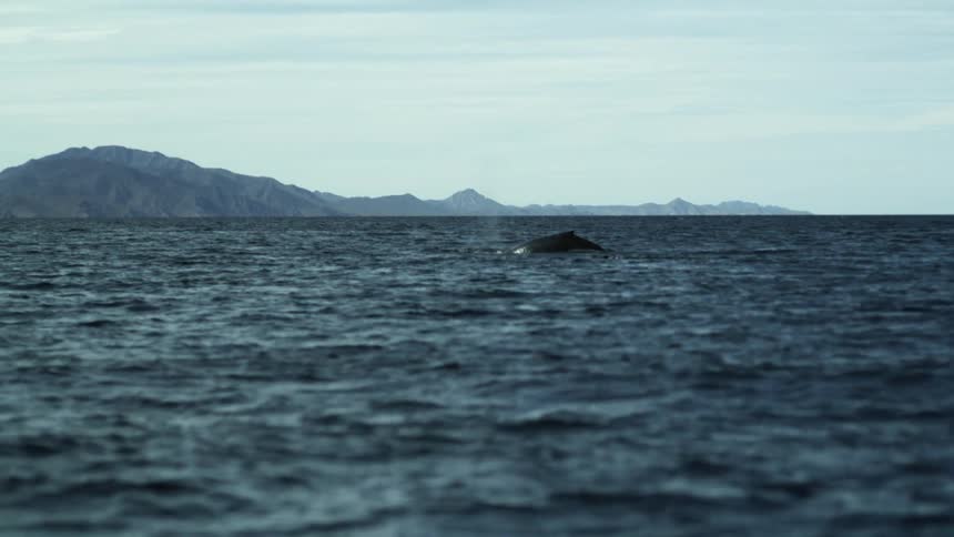 Whales splashing while breaching the ocean surface