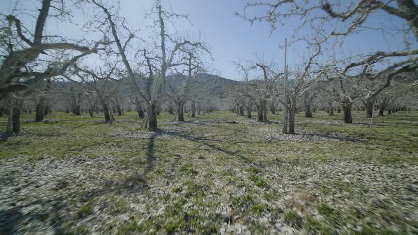 Low skim over the ground between rows of organic apple trees covered in kaolin clay