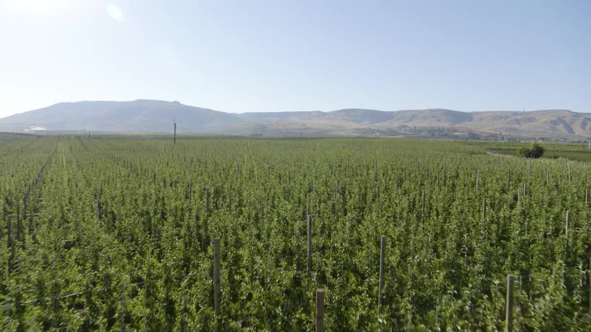 The sun shines upon endless rows of growing hops bines
