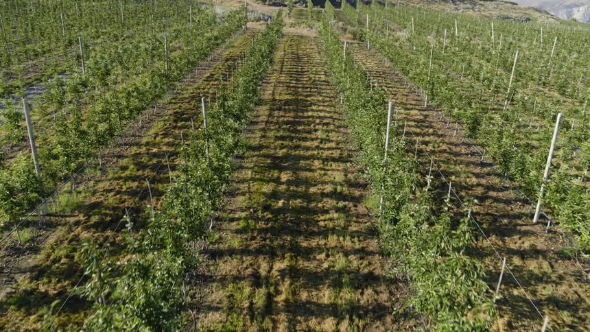 Descending between rows of young hops vines