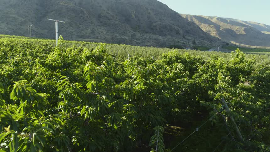 Ripe cherries are ready for harvest in a mountainside organic orchard