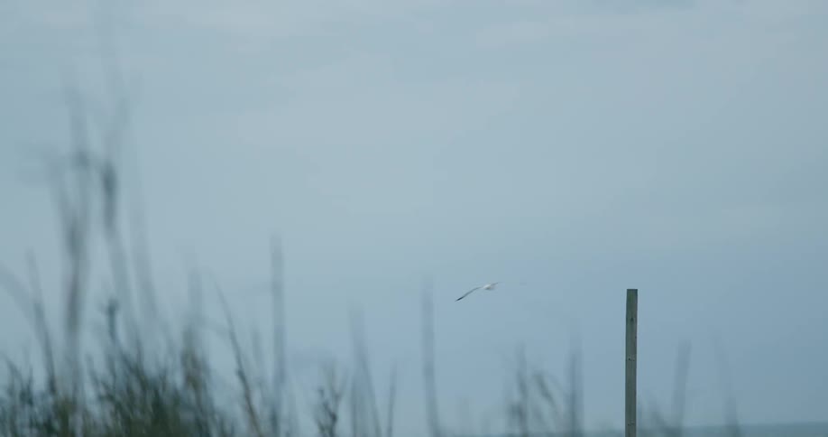 A seagull sits on a post as plants move in the breeze and then flies away