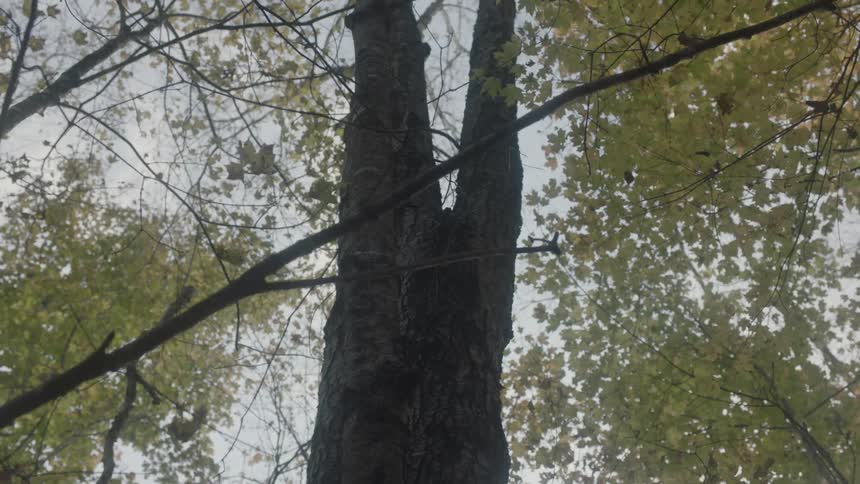 A large tree in a wooded area
