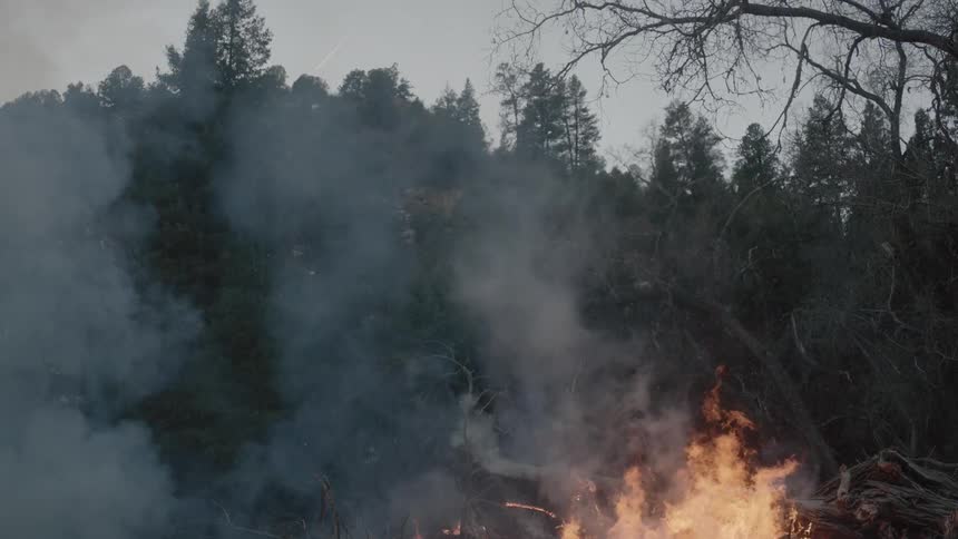 Smoke rises from a fire by a forest