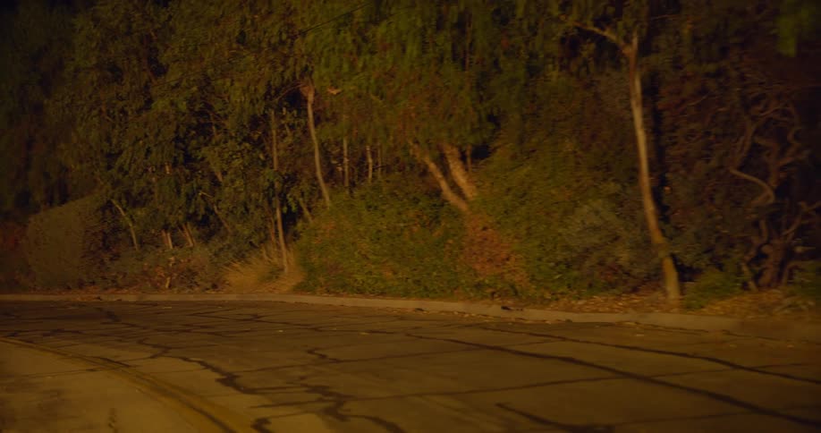 Streetlight lights up area of road passing between heavily wooded areas