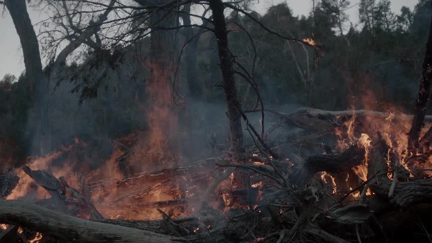 Flames consuming fallen tree limbs