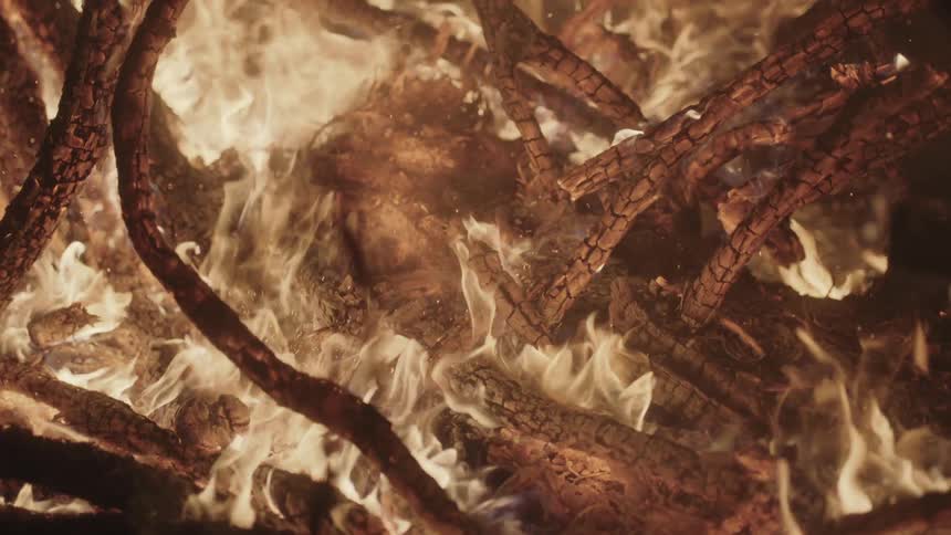 A fire is turning trees to ash