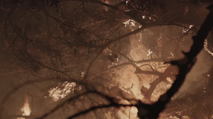 Tree branches burning at night
