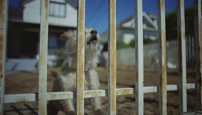 A dog barks and runs along the fence at its house