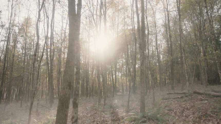 The sun shines through tall trees in the woods