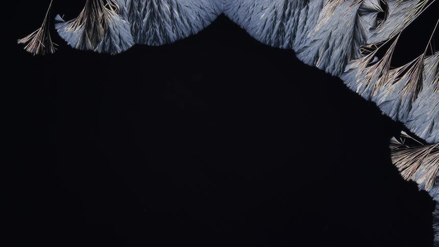 Black recedes to uncovercreamy feathers surrounded by blue