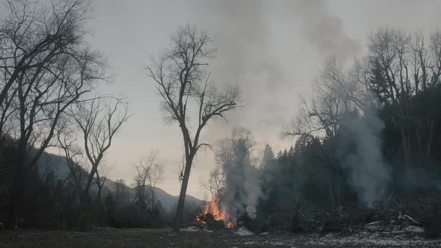 Burning bonfire in an opening of trees