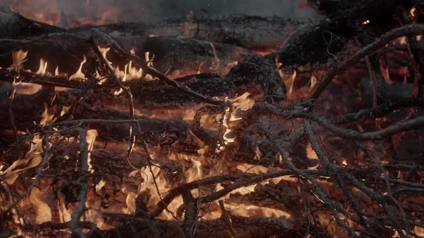 Flames consuming tree limbs