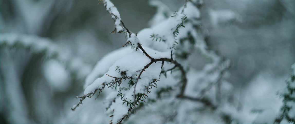 Close up of a tree branch covered in snow