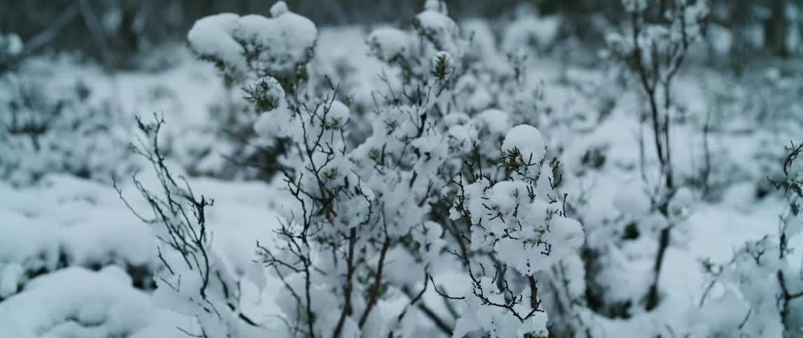 Snowy spruce sapling in the snowy forest