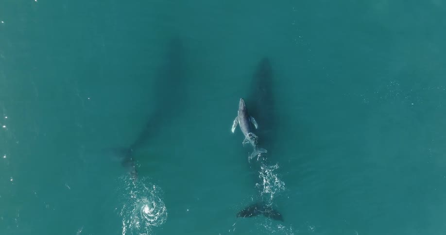 Whales including a calf swim near surface of blue ocean water that reflects the sunlight