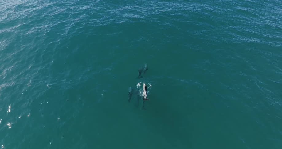 Aerial view of a school of dolphins leaping out of the water when swimming