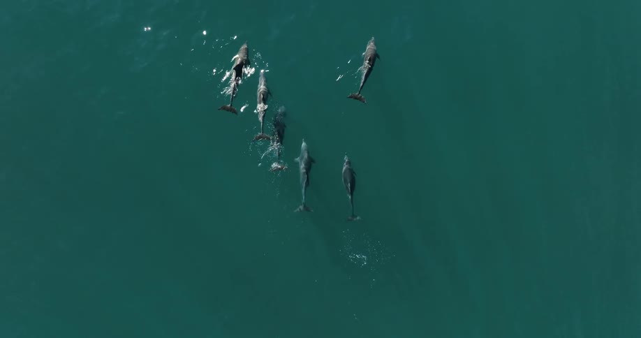 Aerial view of a school of dolphins leaping out of the water when swimming