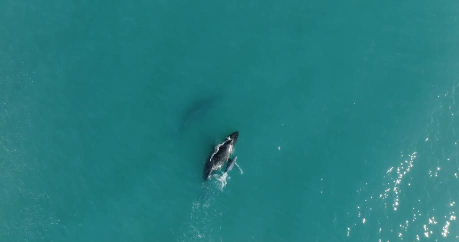 A small pod of whales including a calf swimming at or near the ocean surface on a sunny day