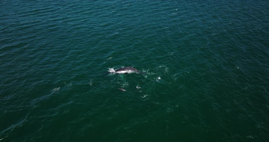 Top down aerial view of a pair of whales swimming near the surface on the blue ocean waters