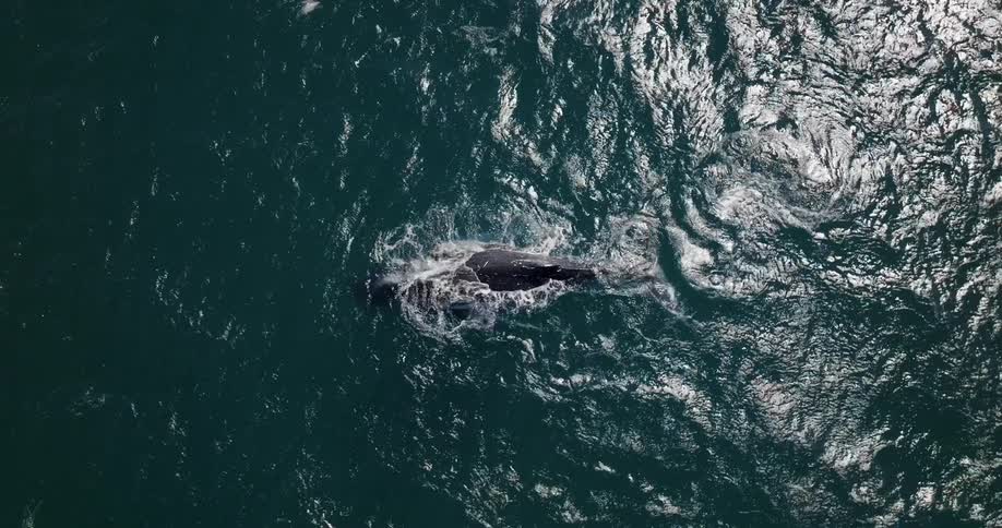 A whale briefly breaches the surface of the ocean to water into the car before diving back below
