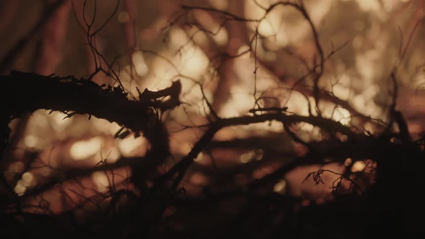 Forest Fire In The Snow