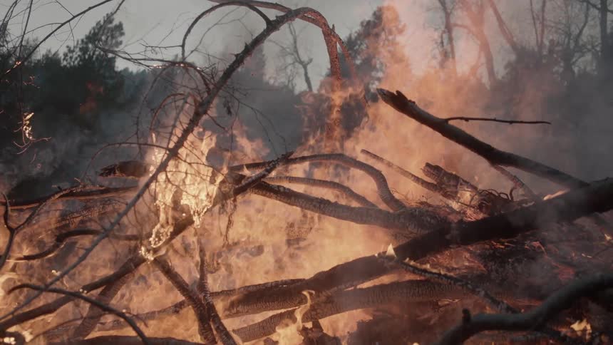 A fire rages burning trees near a forest
