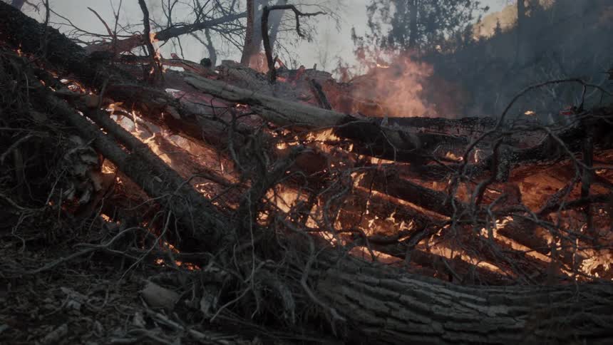 Fallen trees burn in a forest fire