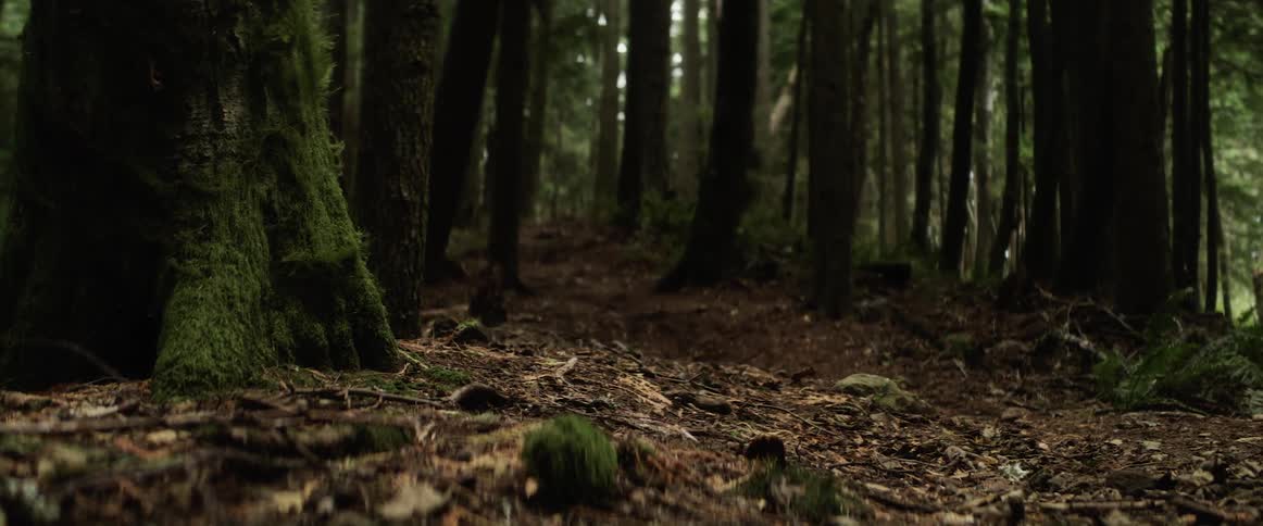 A view of a forest floor