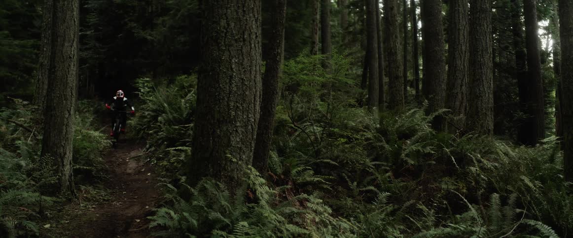 A cyclist rides through a dense forest