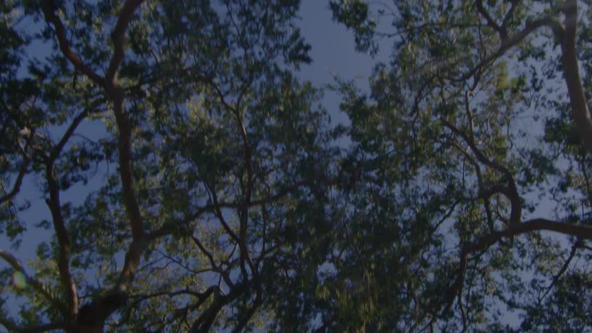 Looking up and moving forward the sun shines on the leaves of trees
