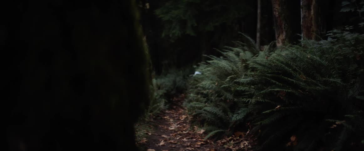 A person bikes through a forest at night