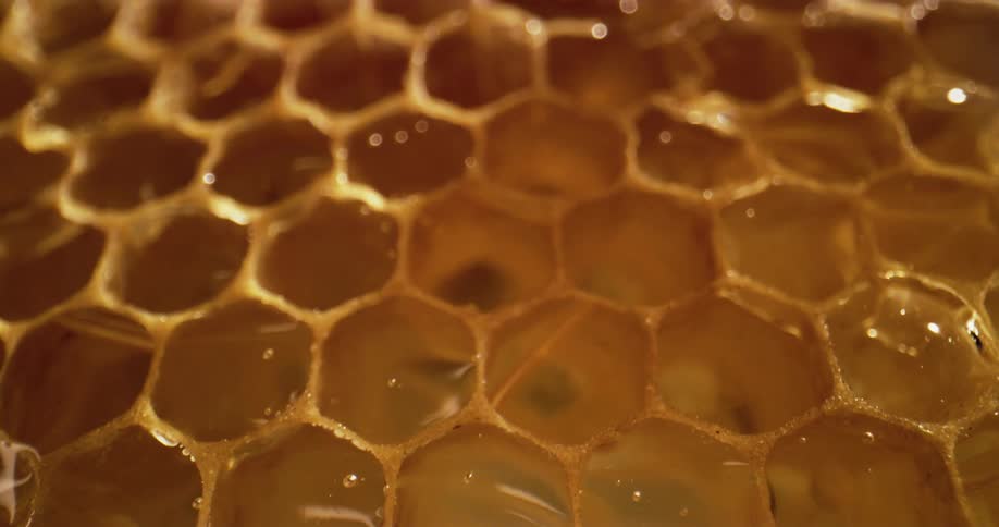 A view of honey in combs