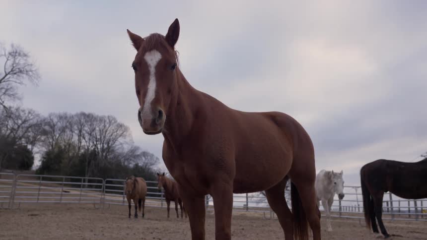 Horses are standing behind a fence on a cloudy day