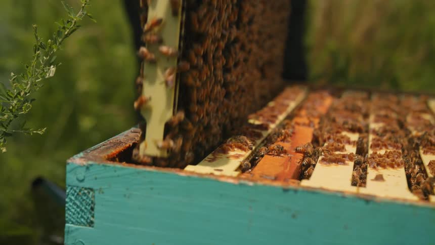 A beekeeper removes a bee covered honeycomb panel from a hive