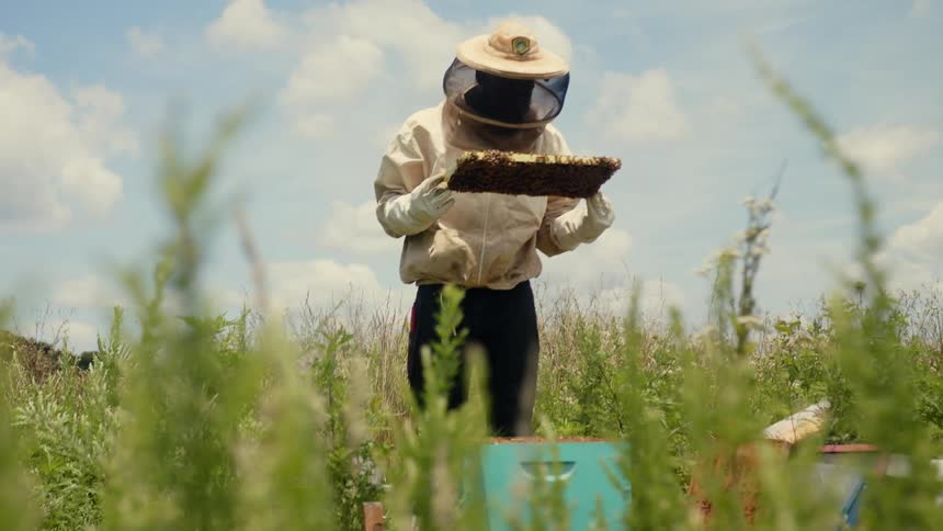 A man wearing a beekeeper suit stands in tall grass with a honeycomb in his hands and stares at it