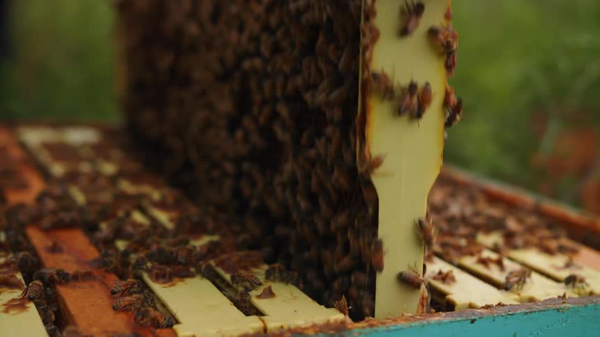 A beekeepers gloved hands lift a honeycomb panel out of a bee covered hive